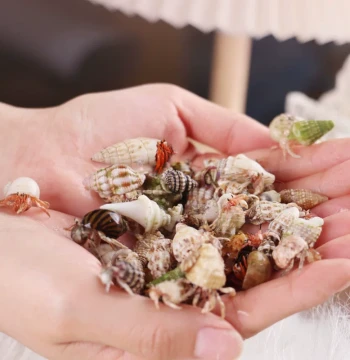 Cute Tiny Hermit Crab ~ Beginner Raising Kit Set Raising Box Terrestrial Desktop Cute Pet Children's Gift