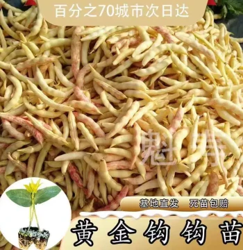 Golden Hook Bean Seedlings Northeast Oil Bean Seeds Golden Hook Farm Garden Courtyard Vegetable Seeds Collection