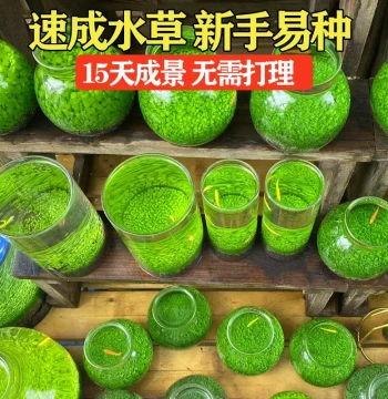 Aquarium Aquatic Plant Seeds Desktop Ecological Glass Bottle Landscaping Self-Circulating Seeds Hydroponic Micro Landscape Low-Maintenance Potted Plant