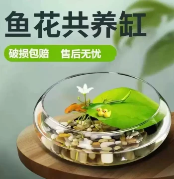 Round Glass Fish Bowl - Hydroponic Planter for Water Lily, Copper Coin Grass, and Narcissus - Desktop Living Room Decor