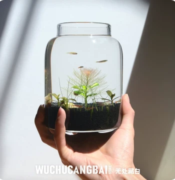 Eco Bottle Real Aquatic Plants Small Eco Aquarium Office Desktop Micro Landscape Birthday Gift DIY Project No Water Change Required