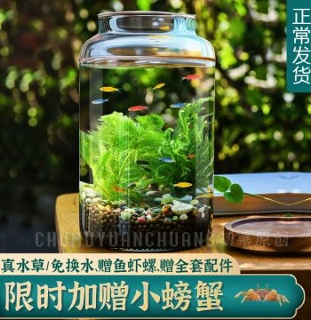 Eco-Bottle with Aquatic Plants and Small Fish – Glass Desktop Micro-Landscape for Office, Birthday/Couple Gift, DIY Project (No Water Changes Needed)