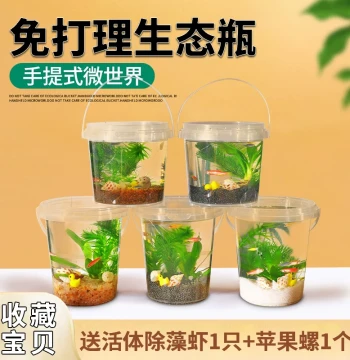 5th Grade Science Eco-Bottle DIY Small Fish Zebrafish No Water Change Micro-Landscape Ornamental Fish Shrimp Live Aquatic Plants