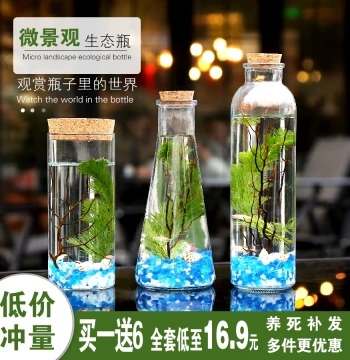 Guangdong Science Eco-Bottle Micro-Landscape with Live Betta and Zebra Fish, No Water Changes or Maintenance Required, Desktop Mini Aquarium