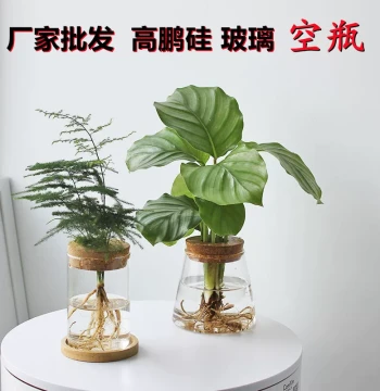 Hydroponic Plant Eco-Bottle Water Culture Flower Pot Vessel Pothos Asparagus Fern Ornament Micro-Landscape Glass Vase
