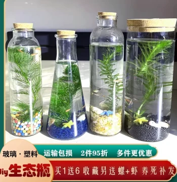 DIY Eco-Bottle Science Project with Live Fish, Shrimp, and Real Aquatic Plants - Zebra and Goldfish Glass Tank for Corporate Gifts