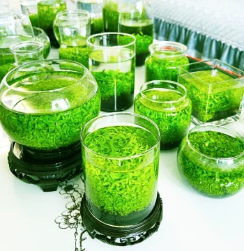 Aquatic Plant Soil Eco-Bottle Hydroponic Plants Real Grass Living Room Aquarium Micro-Landscape Desktop Ornament DIY Creative Glass Tank