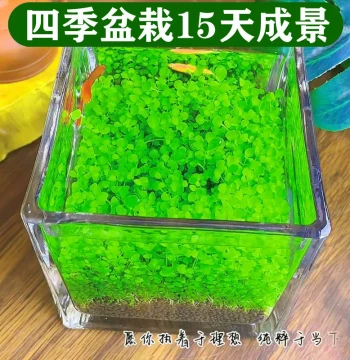 Aquarium Ecological Aquatic Plant Seeds Glass Bottle Green Plants Desktop Eco-Bottle DIY Materials Micro-Landscape Science Project