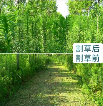 Hot Selling Agricultural Small Wheeled Remote-Control Mower, Tracked Four-Wheel Weed Cutter, Lawn Orchard 4WD Shredder