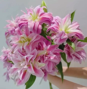 Double-Petal Lily Isabella Lotus Lily, Yunnan Kunming Double-Petal Fragrant Lily, Dounan Base