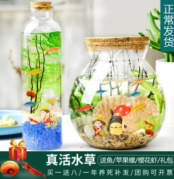 Eco-Bottle Ornamental Small Fish DIY Micro-Landscape, No Water Change Landscaping Materials, Event Gift, Aquatic Plants, Zebra Fish Tank