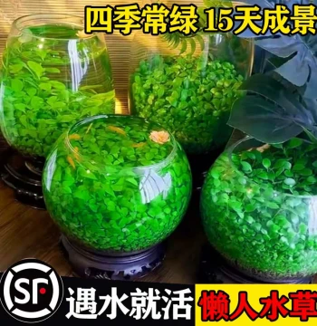 Eco Bottle Micro Landscape Desktop Crystal Jar Fish Internet Famous DIY Materials Fish Tank Pet Glowing Internet Famous Betta Fish Shrimp