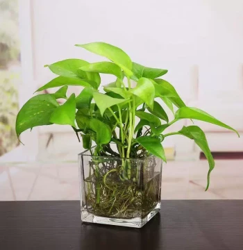 Square Glass Fish Tank for Office Desk, Pothos Hydroponics, Home Creative Transparent Small Mini Desktop Turtle Tank