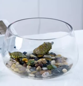 Round Glass Fish Tank for Office Desk, Hydroponic Pothos Planter, Mini Transparent Desktop Turtle Tank for Home Use