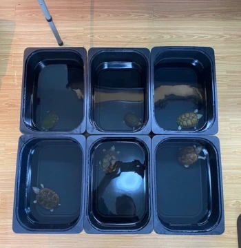 Incubation Isolation Box Specialized for Medaka Fish Viewing, Thickened Drop-Resistant Breeding Container for Fish and Turtle Fry with Black-and-White Color Development Chamber and Sediment Bottom Filter Plate