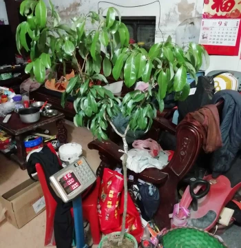 Authentic Xianjinfeng Lychee Grafted Seedlings from Jigang Village, Zengcheng: SF Express Shipping Available During CNY