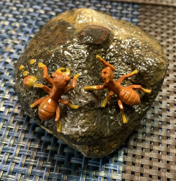 Hebei Xuanhua Warring States Red Agate Odd Stone Ornament Ant Collection Precision Carving One Item One Photo Nanshan