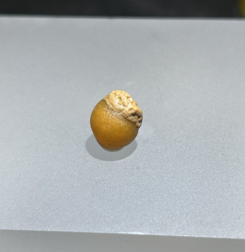 Hazelnut Fruit Figurative Alashan Agate Gobi Strange Stone