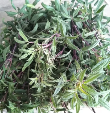 Fresh Lemon Scented Marigold Leaves - Chinese Herbal Extract Infused Oil Raw Material Direct from Base, Passion Fruit Aroma