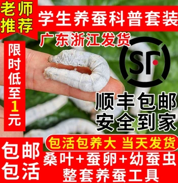 Live Silkworm Babies, Silkworm Eggs, Student Rearing Kit, Spring Silkworms, Larvae Ages 1-4 with Fresh Mulberry Leaves