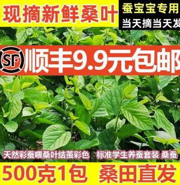 [SF Express Same-Day Shipping] Fresh Mulberry Leaves for Small Silkworms, Student Silkworm Raising Kit, Feeding Leaves