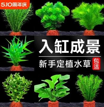 Volcanic Rock Aquatic Plants for Fish Tank Landscaping, Hydroponic Shade-Tolerant Hornwort, Green Chrysanthemum, Real Grass, Oxygenating Greenery Decor