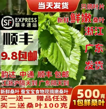 Fresh Mulberry Leaves for Silkworms, Student Silkworm Raising Kit, Large and Small Mulberry Leaves, Silkworm Feed, Tender Mulberry Leaves for Young Silkworms