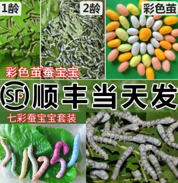 [SF Express Same-Day Shipping] Silkworm Raising Kit for Students - Live Eggs, Larvae, Golden Silkworms, and Fresh Colorful Mulberry Leaves