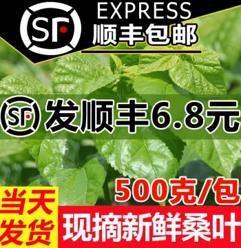 [SF Express Same-Day Shipping] Fresh Mulberry Leaves for Feeding Silkworms, Silkworm Eggs, Baby Silkworms, Student Rearing Kit, Fresh Tender Leaves