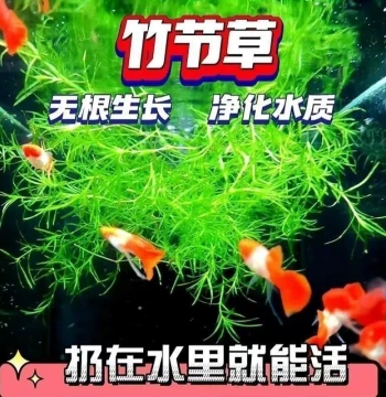 Indian Bamboo Grass Aquatic Plant for Beginners, Low-Maintenance Aquarium Decor for Guppies and Shrimp, Mid-to-Background Oxygenation and Water Purification