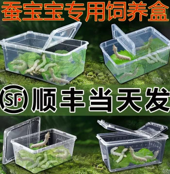 [SF Express Same-Day Shipping] Silkworm Baby Student Rearing Kit Complete Tools Box Dedicated Rearing Container