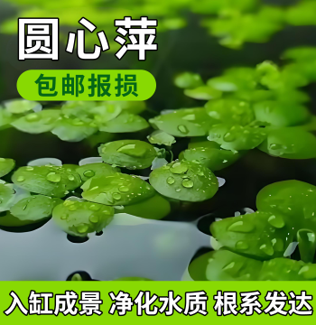Duckweed Floating Plants for Water Purification, Hydroponic Greenery for Courtyards and Offices, Landscaping and Oxygenation for Fish, Shrimp, and Turtle Tanks