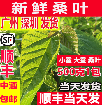 Fresh Mulberry Leaves Student Silkworm Kit Spring Silkworm Eggs Baby Silkworms Tender Mulberry Leaves for Feeding Freshly Picked Mulberry Leaves Free Shipping