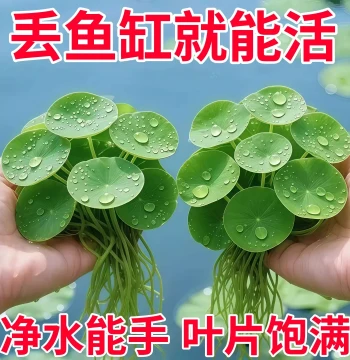 Duckweed Floating Plants for Aquarium Landscaping – Live Aquatic Hydroponic Decor for Fish Tanks and Ponds, Natural Water Purifier