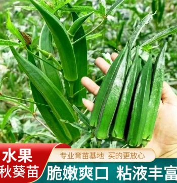 Fruit Okra Seedlings Yellow Red Okra Seeds with Soil Vegetable Seed Collection Autumn Winter Balcony Gardening