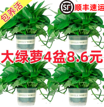 Pothos Potted Plant for Indoor Air Purification, Hanging Vine Greenery for New Homes