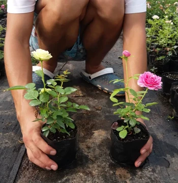 Small Rose Seedlings Juice Balcony Blooming Rose Green Plants Indoor Potted All-Season Easy-Care Flowers Climbing Roses