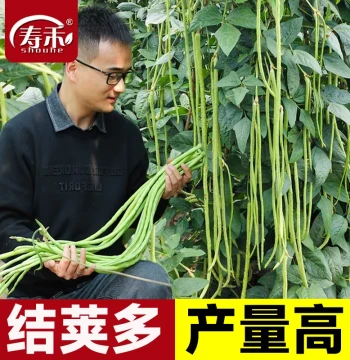 Long Bean Seeds, Seedlings, Cowpea, Green Bean Vegetable Seed Collection, Pole-less Bean Seeds