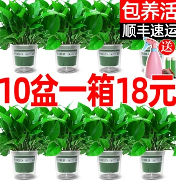 Pothos Potted Plant for Indoor Air Purification, Large-Leaf Hanging Vine, Hydroponic Greenery for New Homes