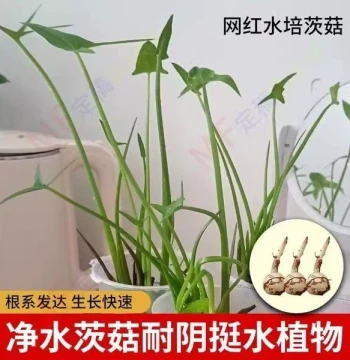Arrowhead Seedlings Taro Bulbs Hydroponic Arrowhead for Balcony Water Purification Fish Tank Landscaping Aquatic Plants
