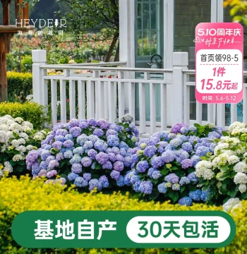 Heidi's Garden Hydrangea Seedlings, Endless Summer and Kaleidoscope Varieties, Large Blooms for Balcony, Garden, and Courtyard