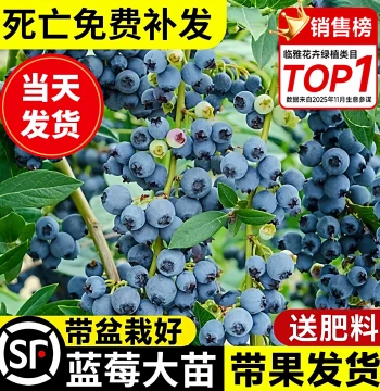 Blueberry Seedling Potted Plant with Large Fruits; Cold-Hardy Indoor/Outdoor Variety for North & South Regions; Year-Round Fruiting (Also Includes Strawberry & Cherry Options)