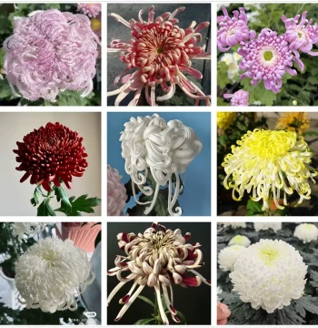 Large Chrysanthemum Seedlings - Single-Stem National Chrysanthemums, Ruiyun Hall, Goose Feather Pink Dai, Guohua Danqing Yicai, Lion Head, Free Shipping