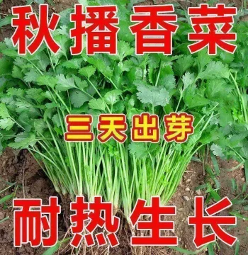 Four-Season Large-Leaf Coriander, Fast-Growing, Intensely Aromatic, High-Yield, Three-Day Sprout Coriander, Farmhouse Seeds, Fresh Vegetable Collection