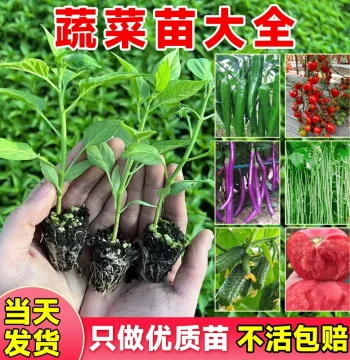 Spring Planting Assorted Vegetable Seedlings – Tomato, Pepper, Cucumber Seeds for All Seasons, Southern Varieties