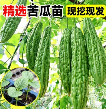 Bitter Melon Seeds Spring Shouguang Heirloom Variety with Soil Courtyard Potted High-Yield Seeds Large Flesh Green Bitter Melon Seedlings