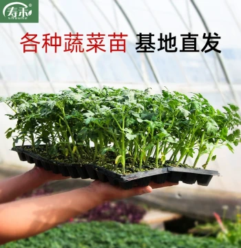 Complete Collection of Shouguang Vegetable Seedlings: Chili, Tomato, Eggplant, Watermelon, Cucumber, Bean with Soil, Wholesale