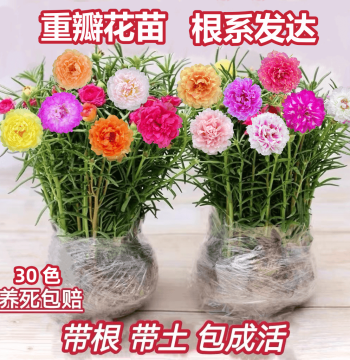 Double-Petaled Sunflower Seedlings, Perennial Rooted Cuttings, Mixed Colors, Potted Plants, Easy to Bloom, Sun-Resistant
