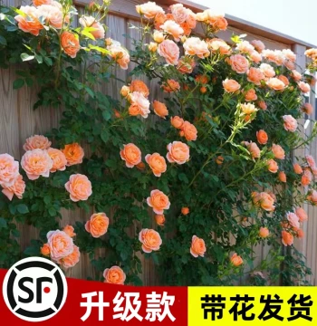 Climbing Rose Seedlings, Large Vine Rose Tree for Courtyard and Balcony, Cold-Hardy Potted Wall-Climbing Flower