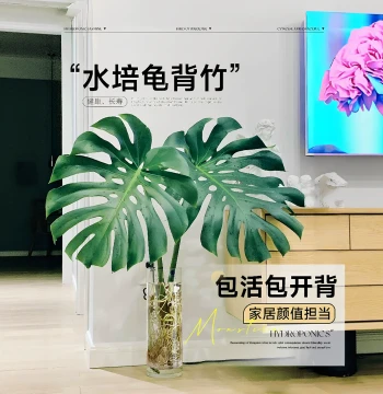 Mature Monstera Deliciosa with Large Leaves, Potted or Hydroponic, Nordic Style Indoor Plant for Living Room, Air Purifying and Formaldehyde Removing